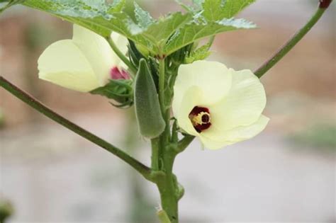 How To Successfully Grow Okra From Planting To Harvest Dengarden