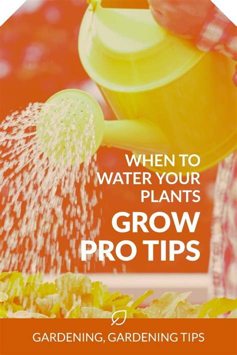 When To Water Your Plants Grow Pro Tips The Sage Growing