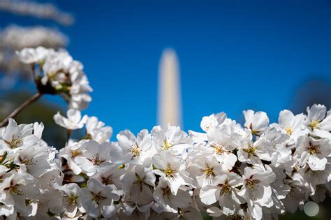 Photos Cherry Blossoms Peak Ahead Of Schedule At Tidal Basin National