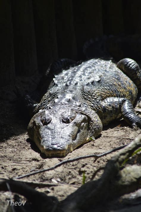 Morelets Crocodile 2017 Zoochat