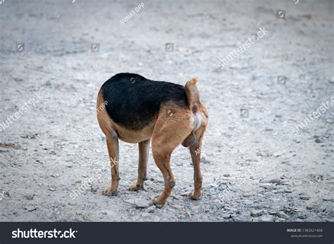 Headless Dog Picture Dog Without Head Stock Photo 1382621468 Shutterstock