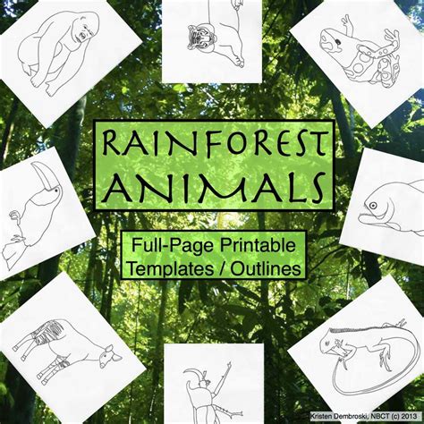 Rainforest Animals Printable Full Page Outlines Templates All Grades