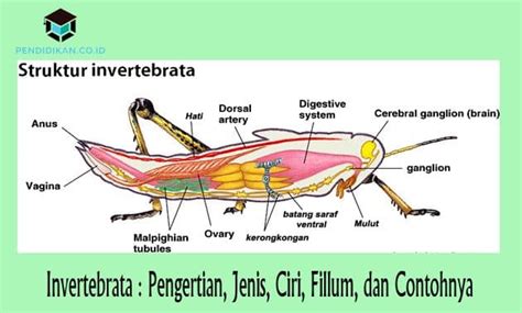 Contoh Hewan Invertebrata Beserta Nama Organ Gerak Dan Fungsinya Alat Gerak Pada Vertebrata