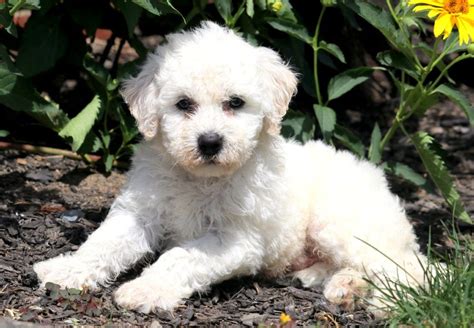 Buttons | Bichon Frise Puppy For Sale | Keystone Puppies