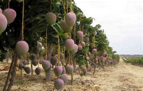 Mango Austar Plant Growth Regulator