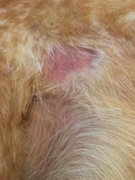 Red Rash On Our Redtick Coonhound Around His Hind Legs Anyone Know