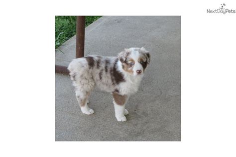 Toy & miniature australian shepherds with the look, instincts, personality, and companionship that one is accustomed to in the regular australian shepherd. Rrmf2: Australian Shepherd puppy for sale near Tulsa, Oklahoma. | 31b695ca-72a1