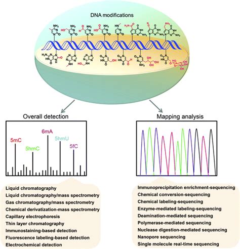 Quantification And Mapping Of Dna Modifications Rsc Chemical Biology