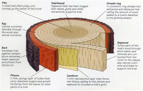 Anatomy Of A Tree All About Trees Certified Arborist Springfield Mo