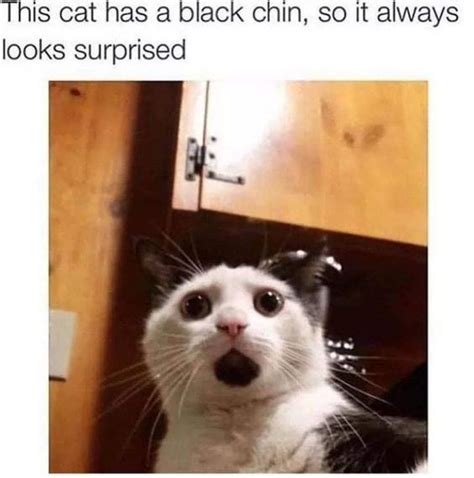 Always Surprised Cat Meme Of The Decade Lol Cat Memes Funny