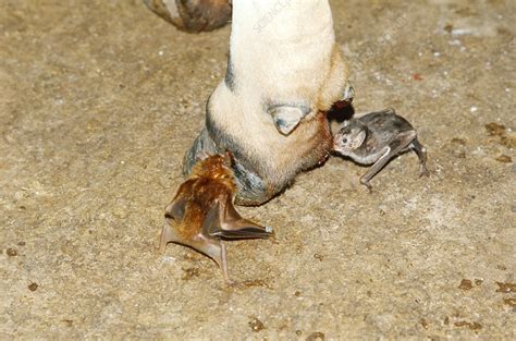 Vampire Bats Feeding On A Cows Foot Stock Image Z9150123