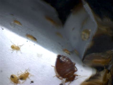 Bed Bugs And Nymphs Under Microscope Bed Bugs Food Desserts