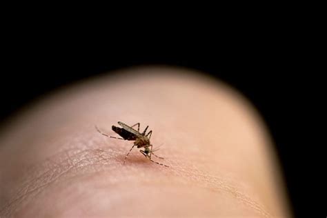 7 Serious Diseases You Can Get From A Mosquito Bite The Healthy