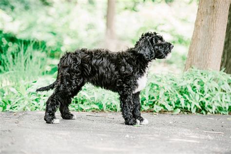 Barbet In America Blog French Water Dog Barbet Puppies Barbet Dogs