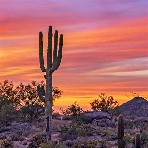 Brilliant colored sunrise in the Sonoran desert in AZ | Desert sunset ...