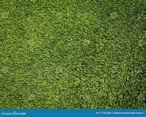 Jungle Grass Texture