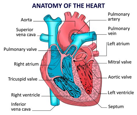 Human Heart Anatomy Vector Diagram Etsy