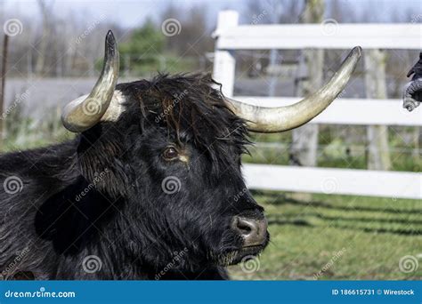Closeup Shot Of A Brown Highland Cattle In A Farm In Ontario Stock