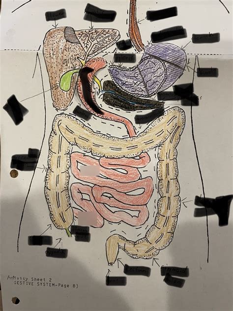 Digestive System Anatomy Bottom Half Diagram Quizlet