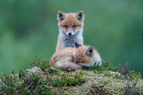Baby Red Foxes Cute Animals N Stuff Pinterest