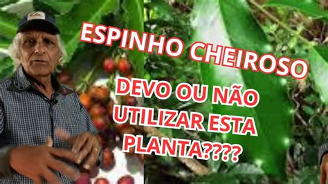Espinho Cheiroso Contra Indicação
