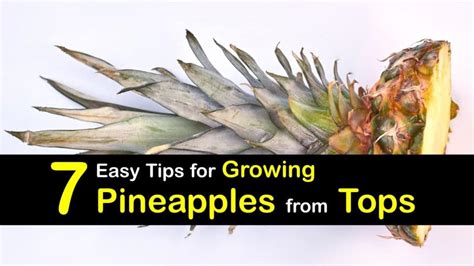 7 Easy Tips For Growing Pineapples From Tops