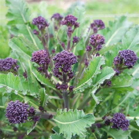 Broccoli Red Arrow Purple Sprouting Organic Adaptive Seeds