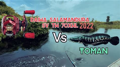 Daiwa Salamandura Sv Tw 70XHL VS TOMAN SOUND AMAZING WITH CLICKER