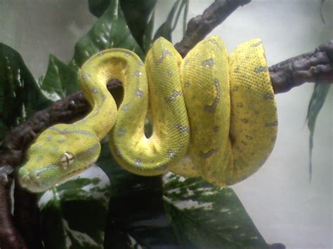 Green Tree Python Color Change Gallery Ebaums World