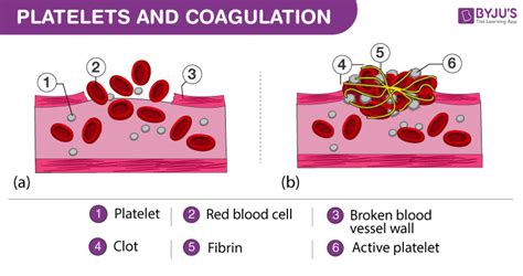 Describe The Role Of Platelets In Hemostasis And Blood Clotting
