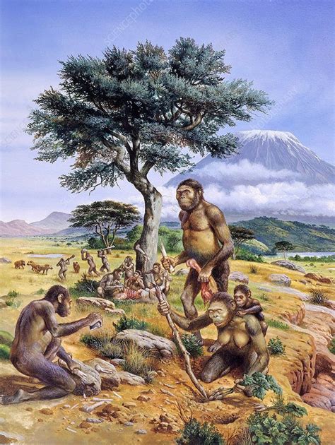 Hominids Australopithecus Africanus Stock Image E4370121