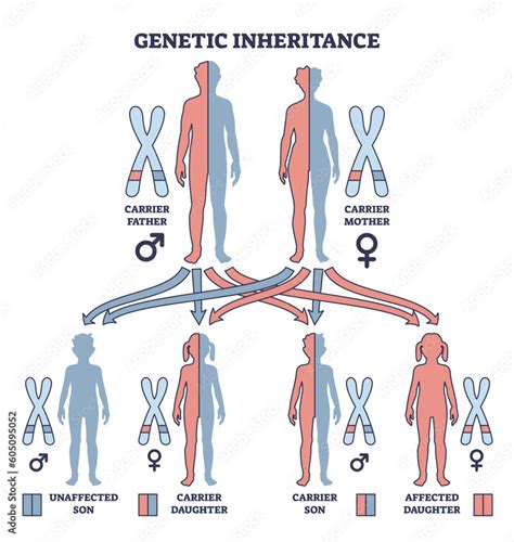 Genetic Inheritance As Two Alleles In Gene Pair Are Inherited Outline