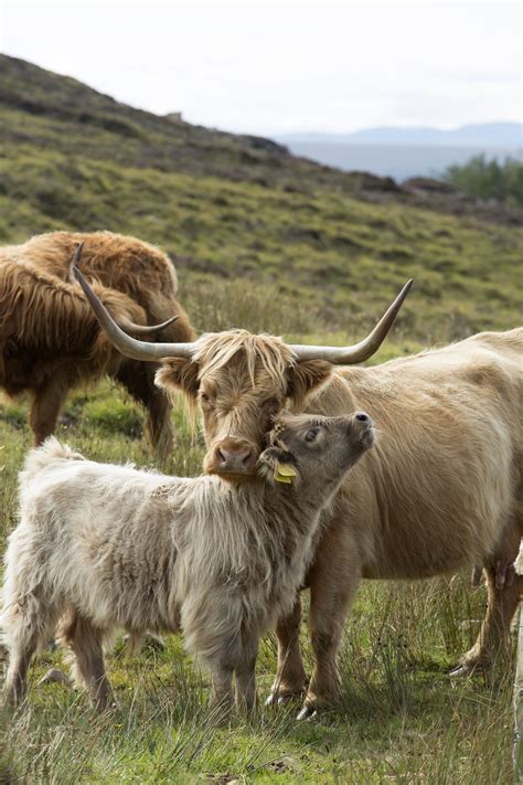 Where To See Highland Cattle Highland Cattle Scottish Highland Cow