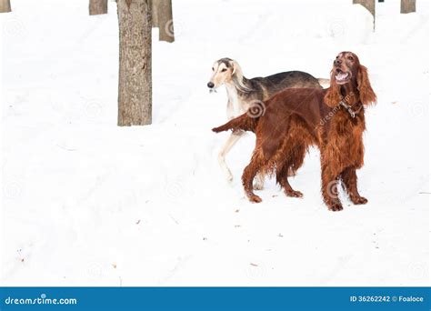 Two Dogs Walking Stock Photo Image Of Purebred Animal 36262242