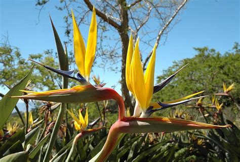 Strelitzia Reginae Mandelas Gold Kirstenbosch Gold Yellow Bird
