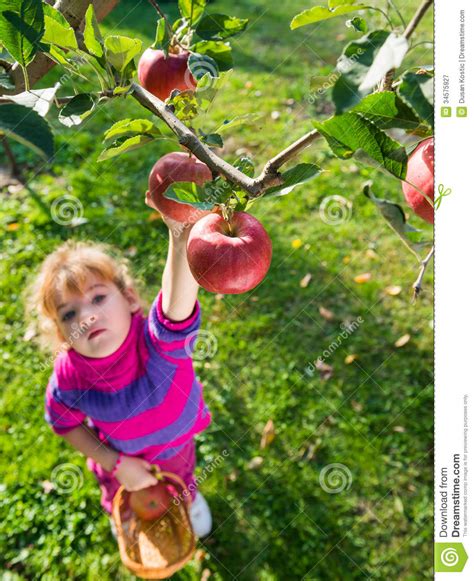 Girl Picked Apples Royalty Free Stock Photography - Image: 34575927