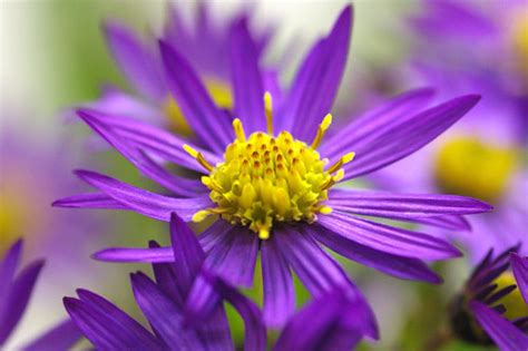 Wild Chrysanthemum Flickr Photo Sharing