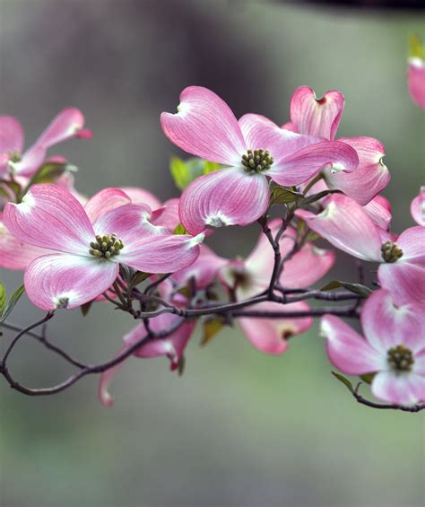 The trees are equally remarkable. Pink Flowering Dogwood