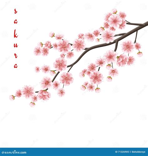 Realistic Sakura Blooming Flowers Eps 10 Stock Vector Illustration