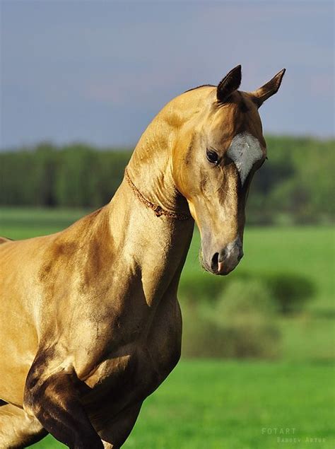 Horse Arhtur Baboev Akhal Teke Horses Beautiful Horses Horses