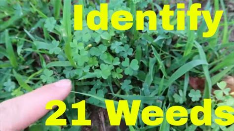 Weed Identification Identify 21 Common Weeds In Lawn