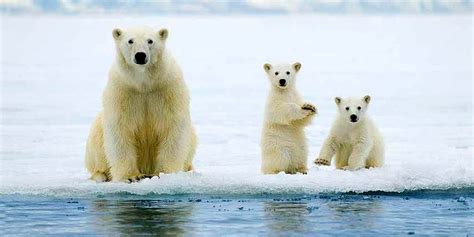 No Safe Haven For Polar Bears In Warming Arctic Ecowatch