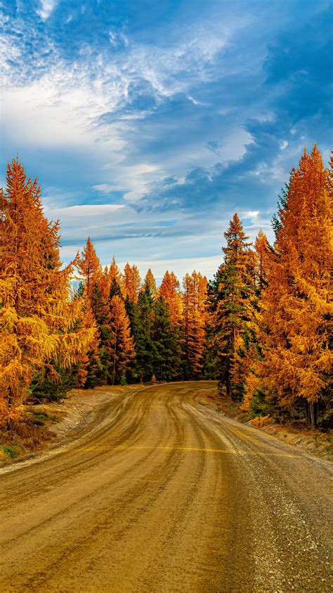 Download Wallpaper 1440x2560 Forest Trees Autumn Road Nature Qhd