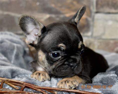 Bulldog rescue is the original and longest running breed rescue for bulldogs, we have helped over 3,000 bulldogs in almost 20 years of service and our history goes back over 40 years. French Bulldog - Frenchie Puppies for Sale in IL ...