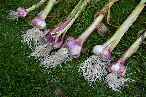 How To Grow Your Own Garlic - Northwest Healthy Mama