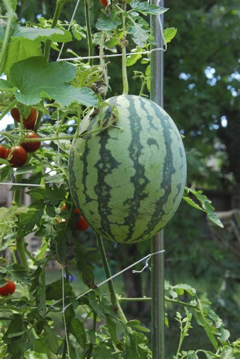How To Growing Watermelon For Your Garden Everything