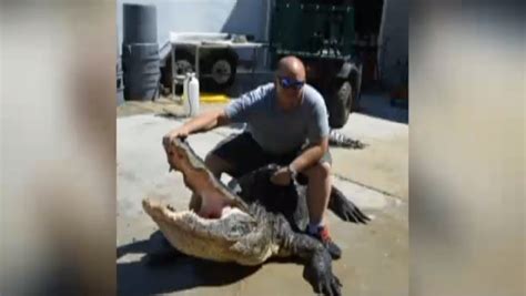 737 pound gator caught in florida by casey anthony witness video photo huffpost
