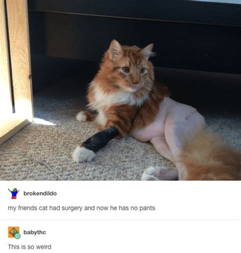 Times Cats On Tumblr Were A Gift To The Internet