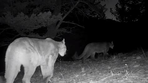 Watch Mountain Lions Bobcats Coyotes Visit Same Estes Park Yard