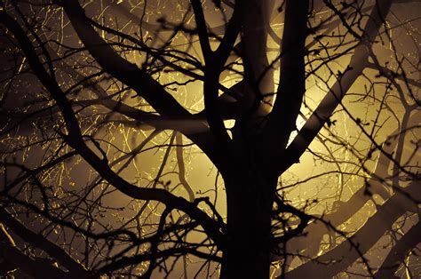 Free Images Tree Nature Branch Silhouette Light Sunset Night